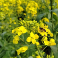 组图 | 郴州桂阳：油菜花开迎客来