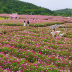 桂阳：多彩格桑花开成海 满目缤纷邂逅初夏