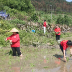 资兴：志愿服务到田间 助农插秧暖人心