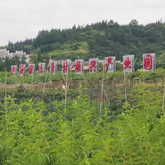 沙洲日记｜不是桃源，胜似桃源