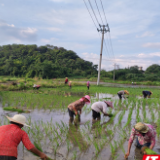 嘉禾塘村镇：“金叶”归仓 晚稻已入田