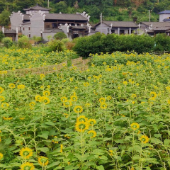 沙洲日记｜信仰之花，向阳而开