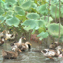 宜章县玉溪镇曹排村：“鸭莲共生”蹚出致富新路子