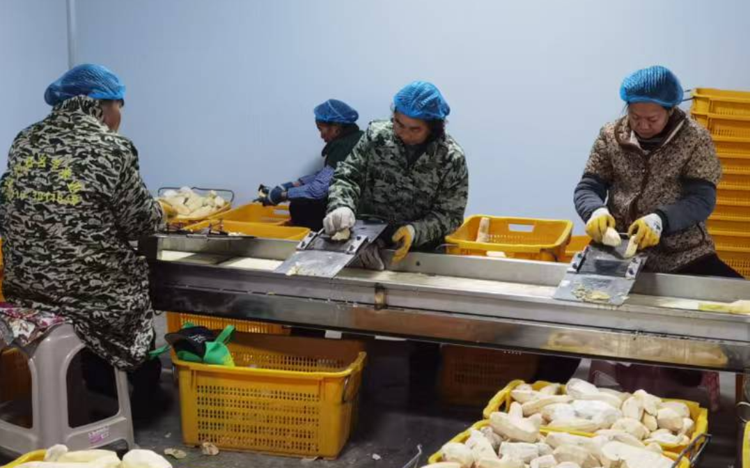 苏仙区五盖山：小薯干撬动大蝶变