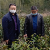 郴州汝城：进茶园，入茶企，科技服务强产业
