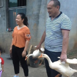宜章：驻村扶贫干部“卖鹅”记