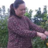 新邵：柑橘成熟 新村如画