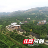 脐橙盛事：新宁月汉村被授予“全球华脐第一村”称号