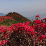 新邵县迎光乡：  一重花海一重景 重重花海醉春风