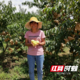 新宁县：黄桃7天销售20000斤，只因多了这个“外挂”