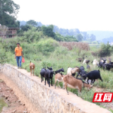 杨明：“羊帅”的小康致富之道