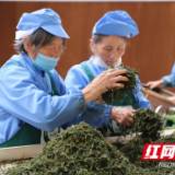 脱贫攻坚典型样板村丨盛开的野茶花——绽放在小河村金龙山的希望之花