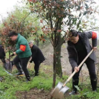 洞口：“绿色长廊”守护母亲河