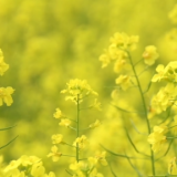  新邵：阳春三月 大源村油菜花花开正艳