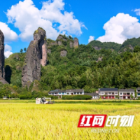 新宁县崀山镇：金秋稻谷黄 稻农收割忙