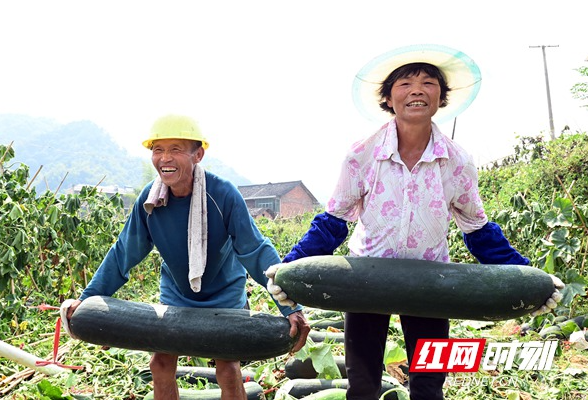 新邵潭溪：山区冬瓜“钱”景好 铺开群众致富路