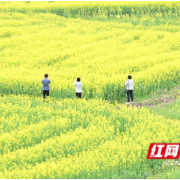 新邵：油菜花开金灿灿 扮亮致富好春光