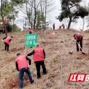 北塔税务“志愿红”扮靓“生态绿”