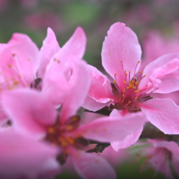 新邵：桃花灼灼报春来 踏青赏花正当时