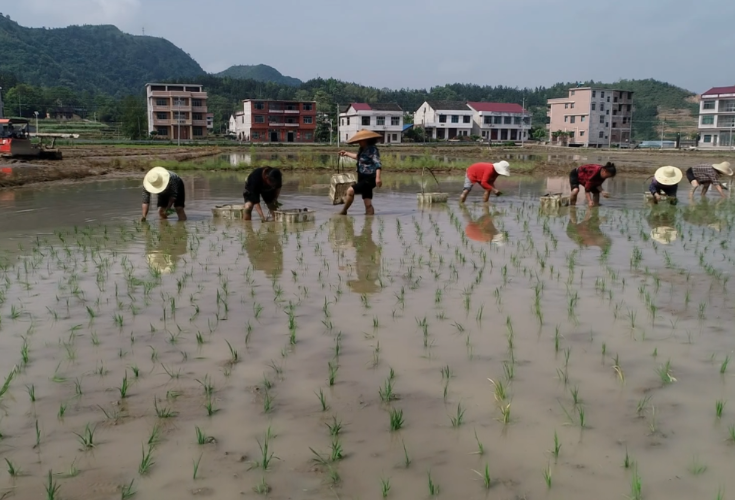 新邵县潭府乡：田间地头插秧忙