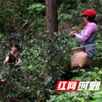 新邵：深山野茶成为村民增收“金叶子”
