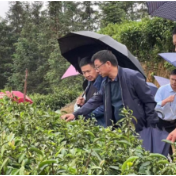 邵阳市税务局一行来隆回开展 “党建+纳税服务”乡村茶企帮扶