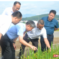 严华在武冈市和大圳灌区调研粮食生产、防汛抗旱等工作