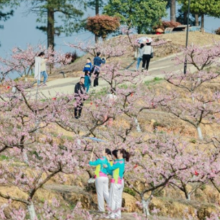 桃花朵朵开 邀您游北塔丨李子塘村首届桃花美食节开幕