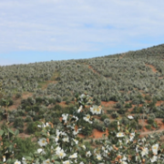 湖南新宁：万亩油茶花开雪满山  冬日山村游客醉花间	