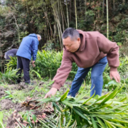 “姜”爱传递——邵阳市应急管理局驻村工作队助农销售生姜1000余斤