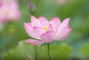 视频 | 双清：盛夏将至寻荷去，误入藕花深处