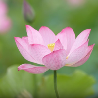 视频 | 双清：盛夏将至寻荷去，误入藕花深处