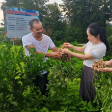 洞口县以橘园套种模式挖掘花生扩种潜力 地上“黄金果” 地下“金果果”