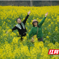 绥宁县百亩油菜花海盛放 春日盛景引客来
