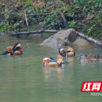 南山国家公园候选区：马年新春添喜气 鸳鸯“组团”闹热游
