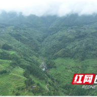 湖南洞口龙坪山:海拔1600米的“天然空调”引爆避暑热,房间预订排到8月底