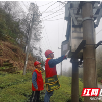 “电骡子”助茶农抢占“头道茶”先机