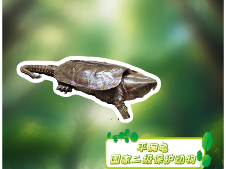 绿野寻踪⑫丨铁齿钢颌水中侠！这颗大头藏着什么秘密？