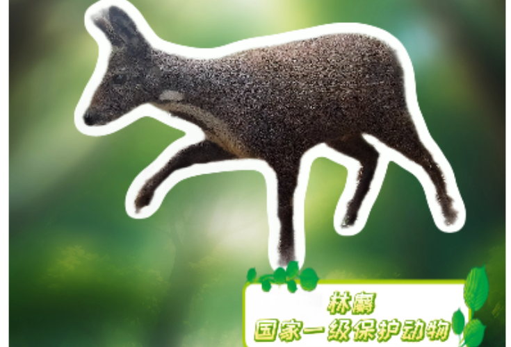 绿野寻踪⑪丨身怀“软黄金”的山林隐士！它的秘密你知道多少？