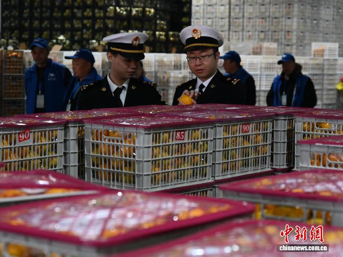 一颗橙子“闯”全球 湖南麻阳八吨冰糖橙启程“出海”