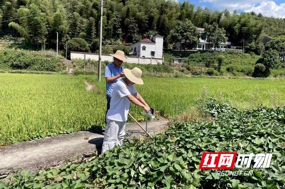 益阳水文旱情监测小组在蒙公塘水文站附近农田实施监测.marked.png 益阳水文旱情监测小组在蒙公塘水文站附近农田实施监测.marked.png