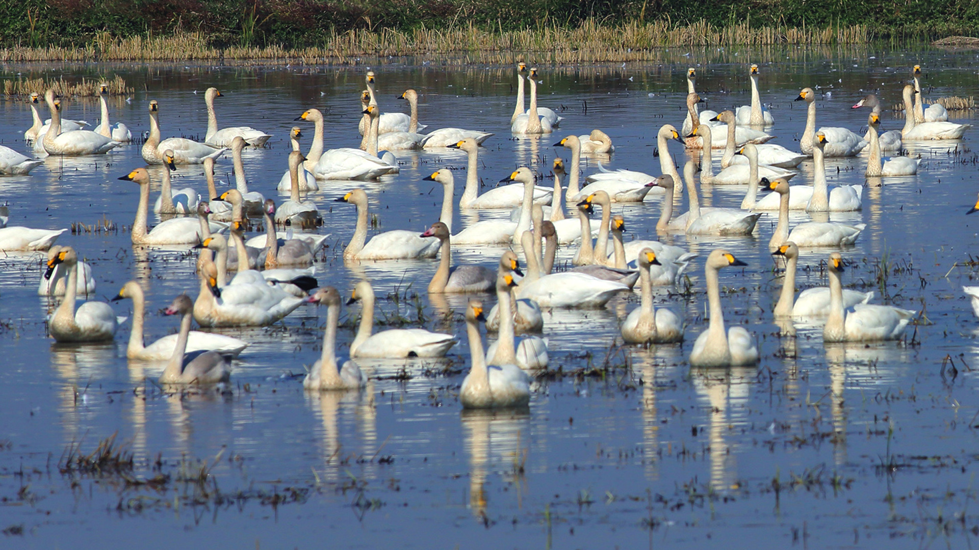 小天鹅 国家二级保护.jpg 小天鹅 国家二级保护.jpg