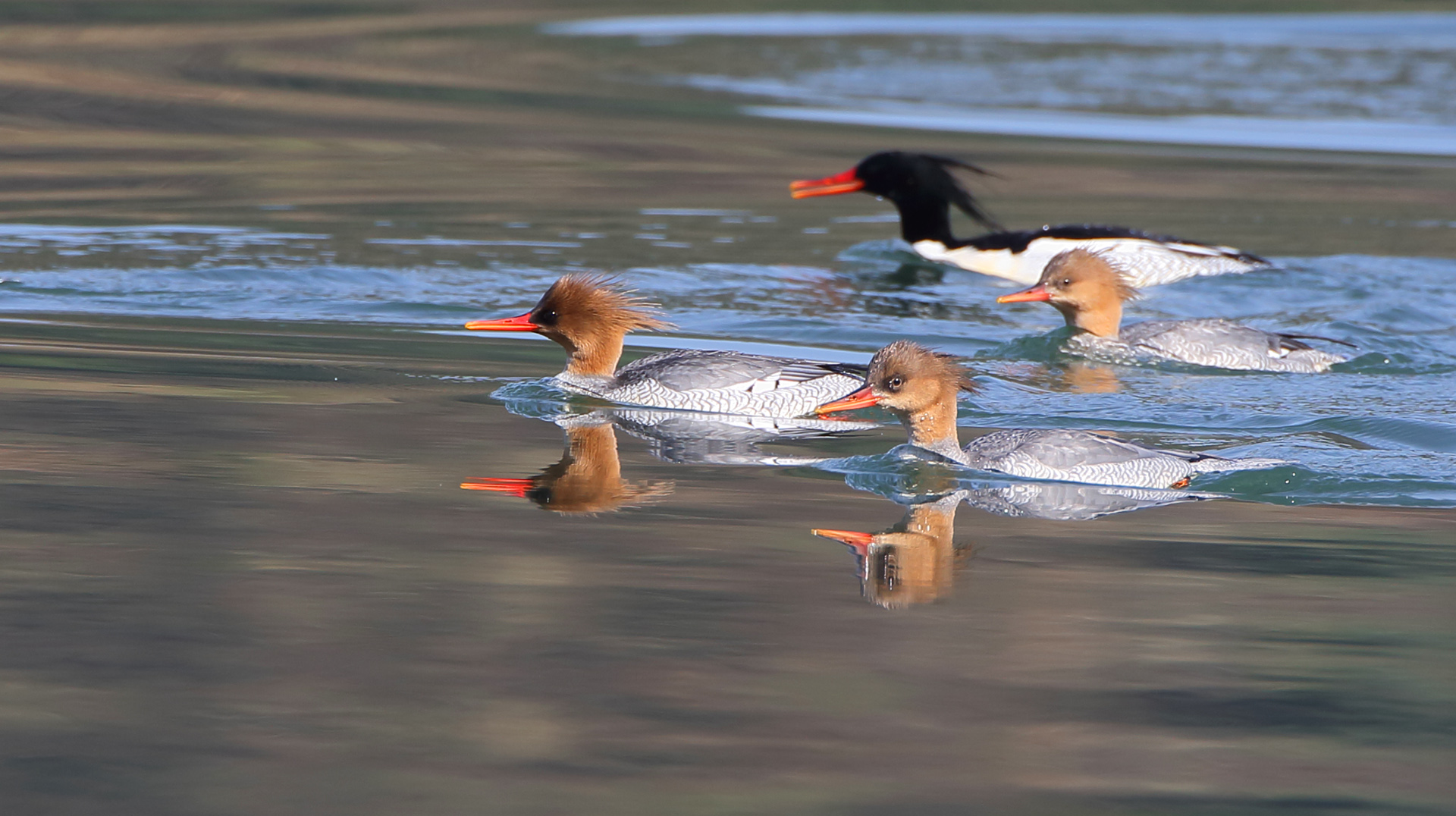 中华秋沙鸭 国家一级保护.jpg 中华秋沙鸭 国家一级保护.jpg