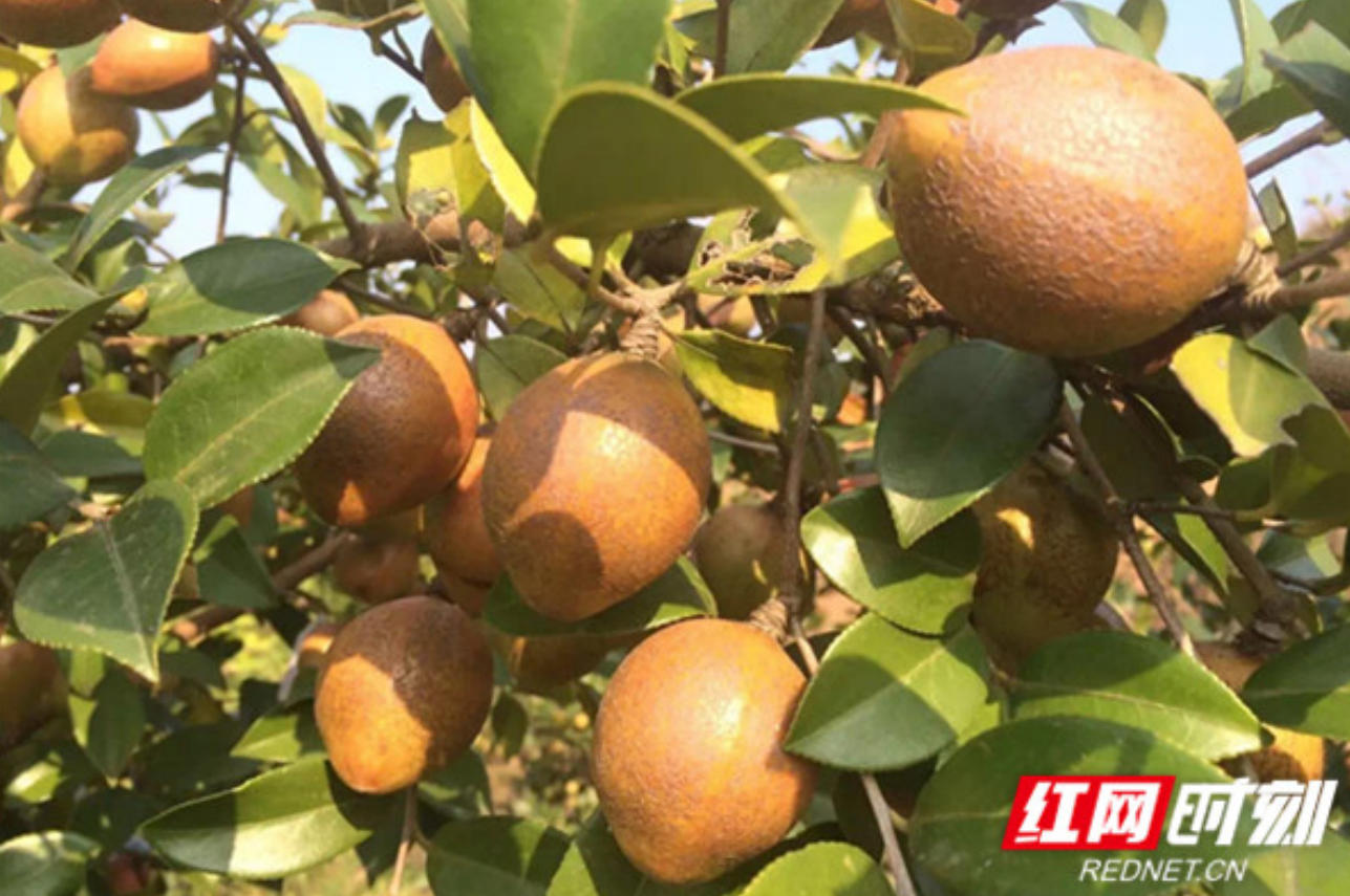 ScreenShot_2026-02-26_145338_344.jpg ScreenShot_2026-02-26_145338_344.jpg