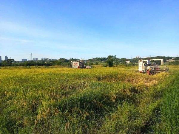 timg (1).jpg timg (1).jpg