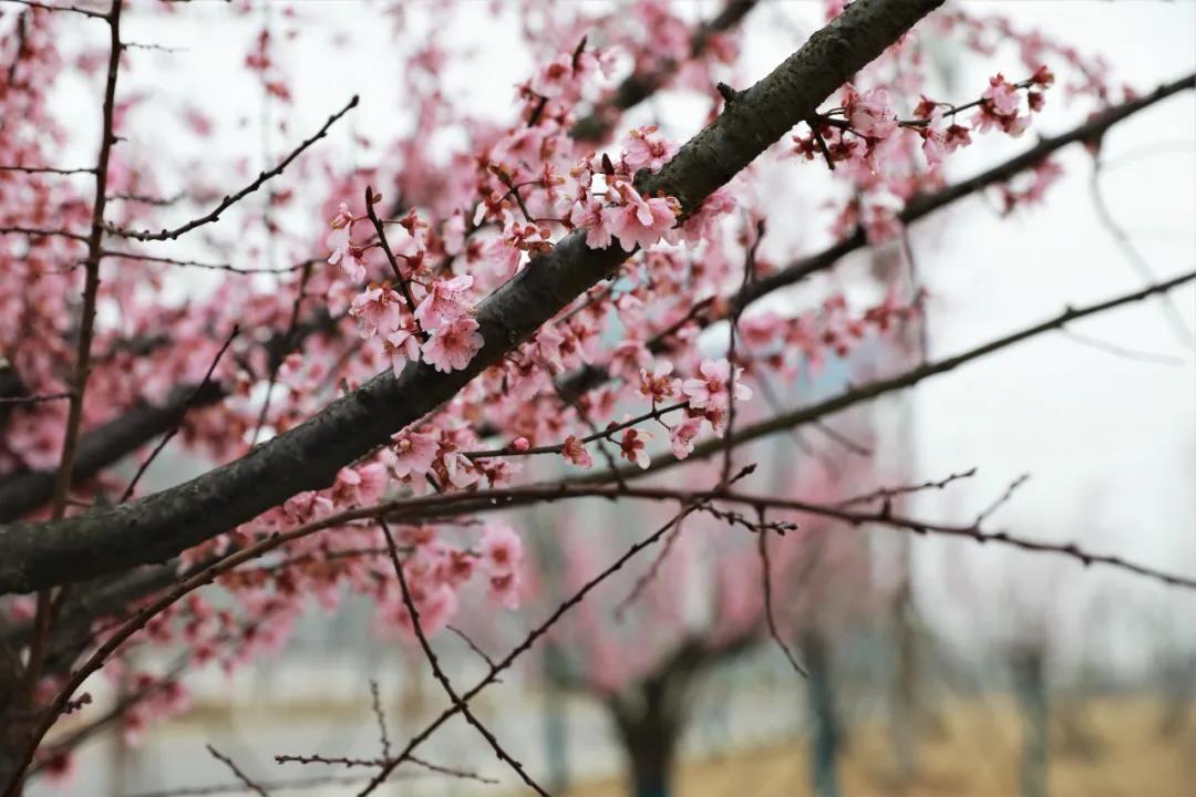 微信图片_20210302125440 - 副本.jpg 微信图片_20210302125440 - 副本.jpg