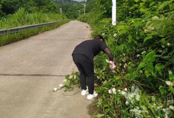 【整治交通顽瘴痼疾】响水乡桂花村：砍青除障 保障道路出行安全