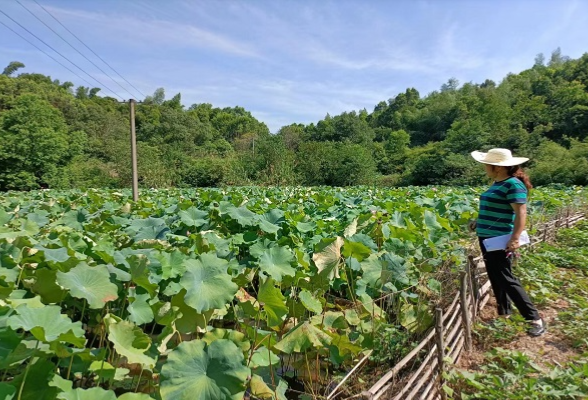 【乡村振兴】响水乡桂花村：“莲鱼共养”助推抛荒治理工作