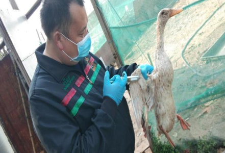 【我为群众办实事】和平街道开展春季动物防疫工作