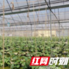 长沙宁乡：创新运行新模式 打造烟区产业综合体